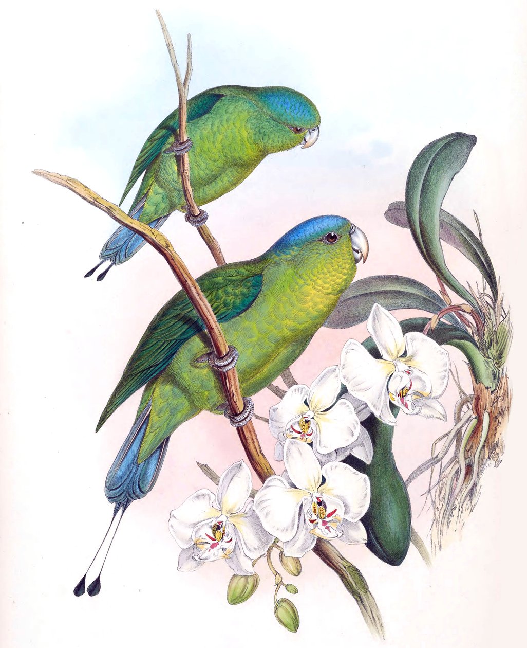 Prioniurus spatuliger = Prioniurus discurus autorstwa John Gould