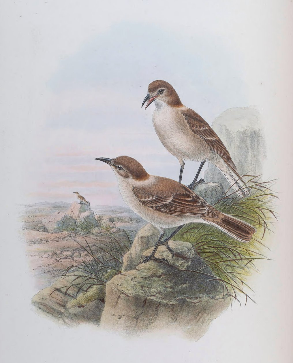 Pseudopodoks niski (syn. Parus niski) autorstwa John Gould