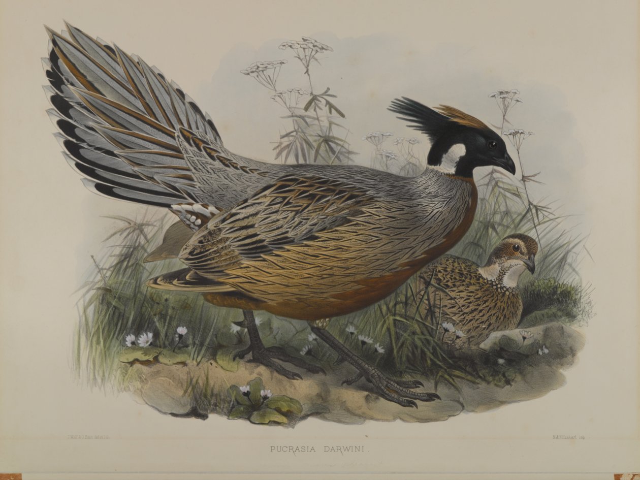 Pucrasia Darwin autorstwa John Gould