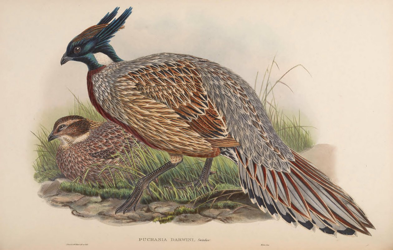 Pucrasia darwini = Pucrasia macrolopha darwini autorstwa John Gould