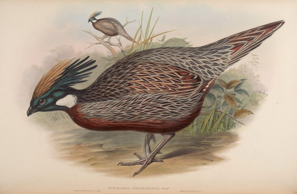 Pucrasia nipalensis = Pucrasia macrolopha nipalensis autorstwa John Gould