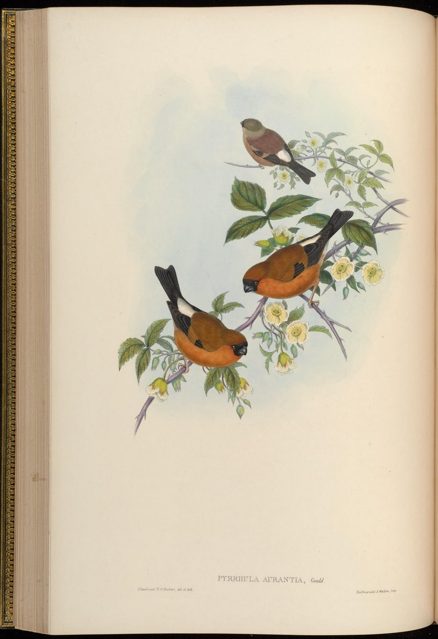Pyrrhula aurantia = Pyrrhula aurantiaca autorstwa John Gould