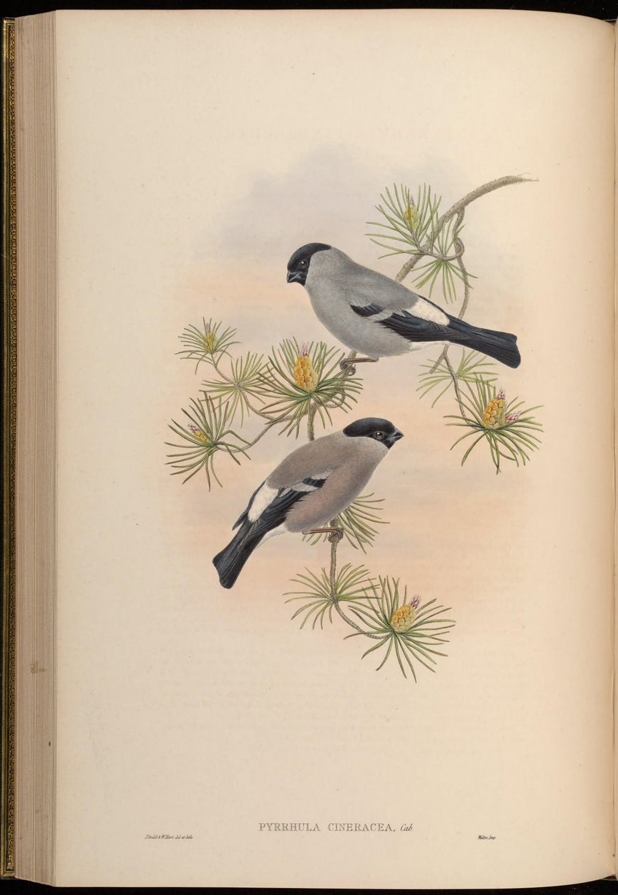Pyrrhula cineracea = Pyrrhula pyrrhula cineracea autorstwa John Gould
