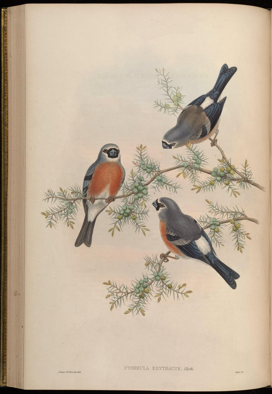 Pyrrhula erithacus autorstwa John Gould