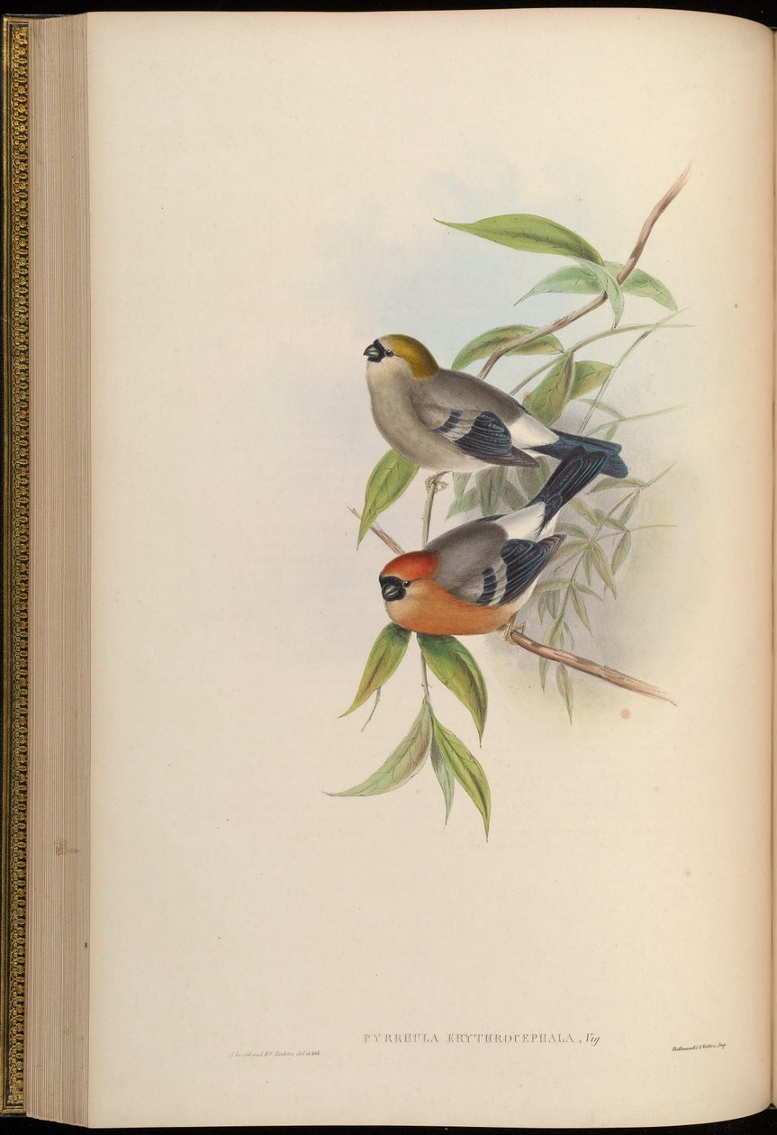 Pyrrhula erythrocephala autorstwa John Gould