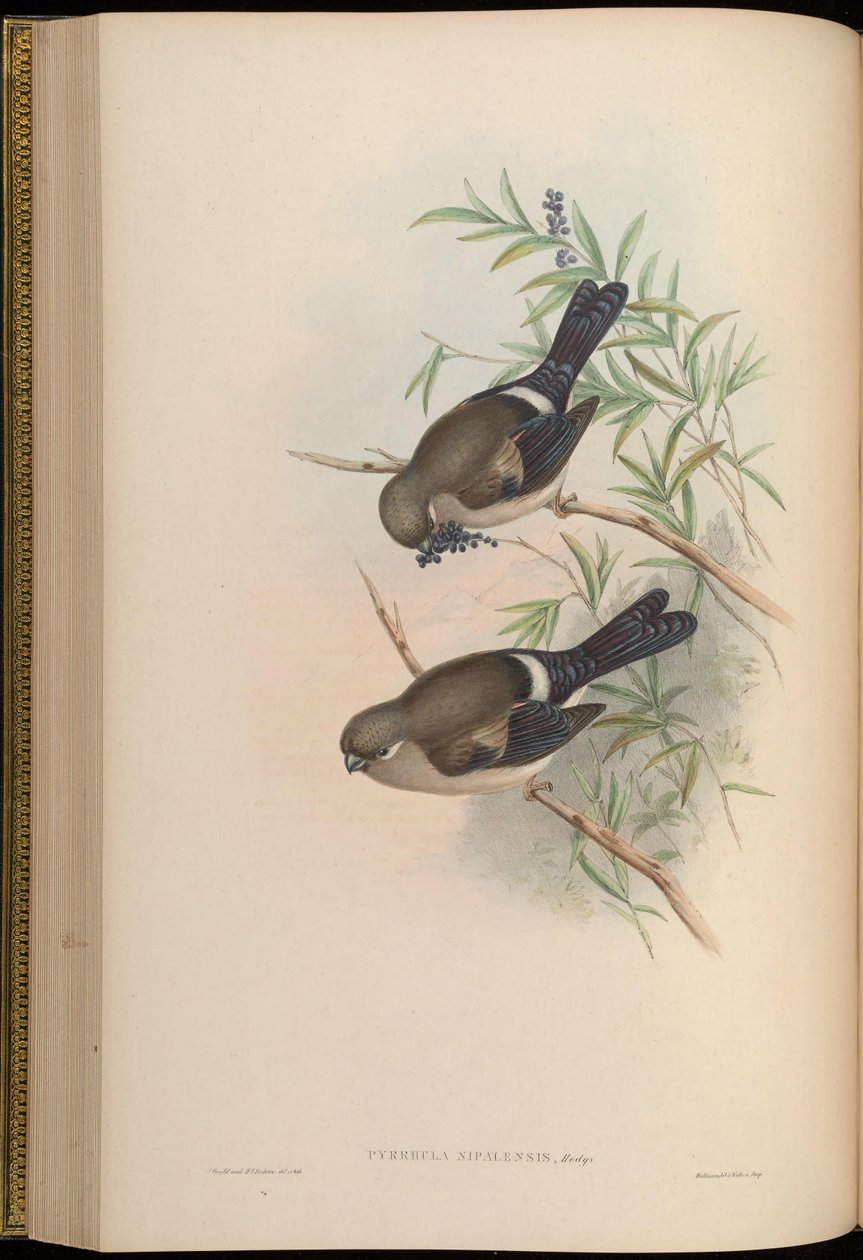 Pyrrhula nipalensis autorstwa John Gould