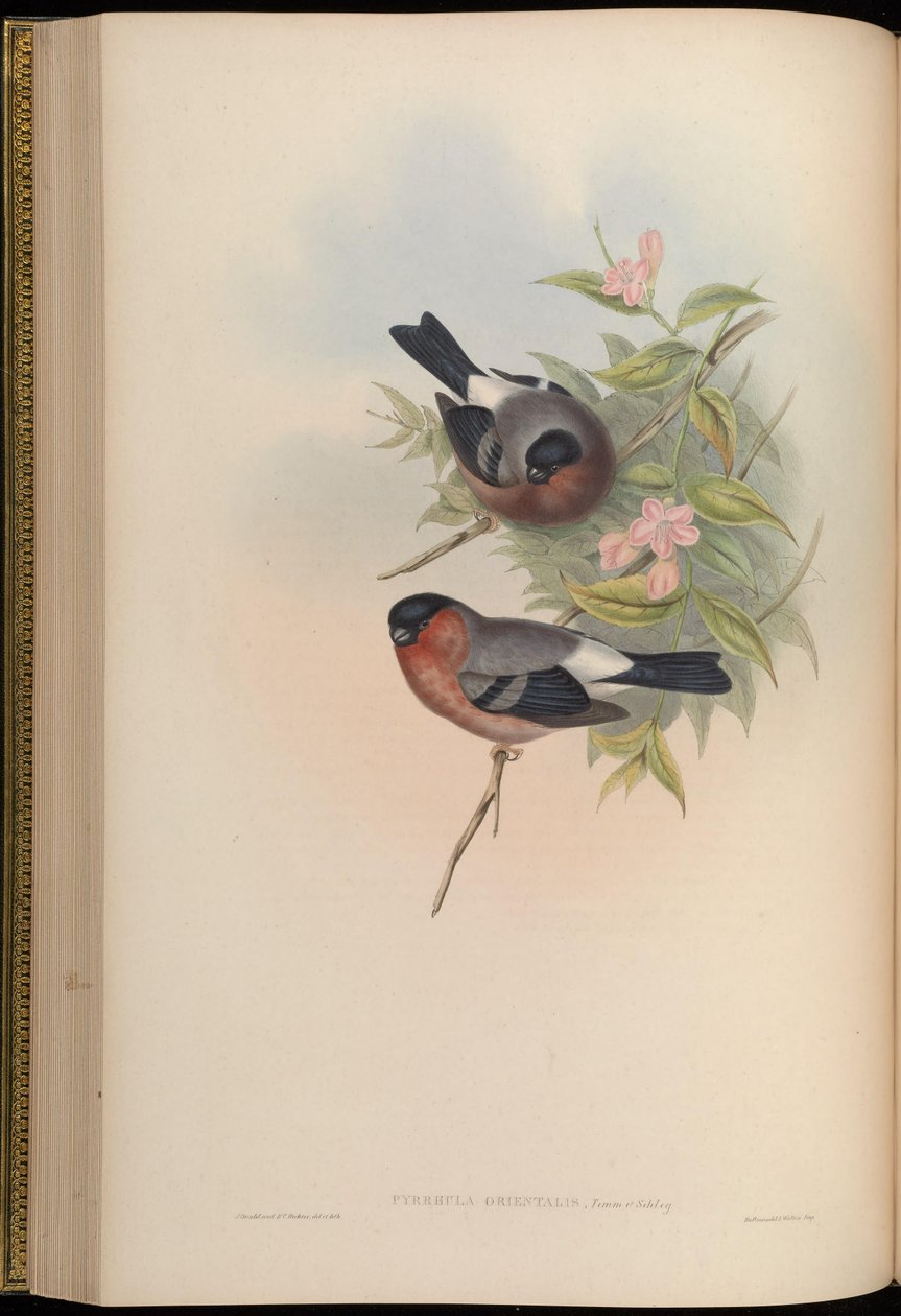 Pyrrhula orientalis = Pyrrhula pyrrhula rosacea autorstwa John Gould