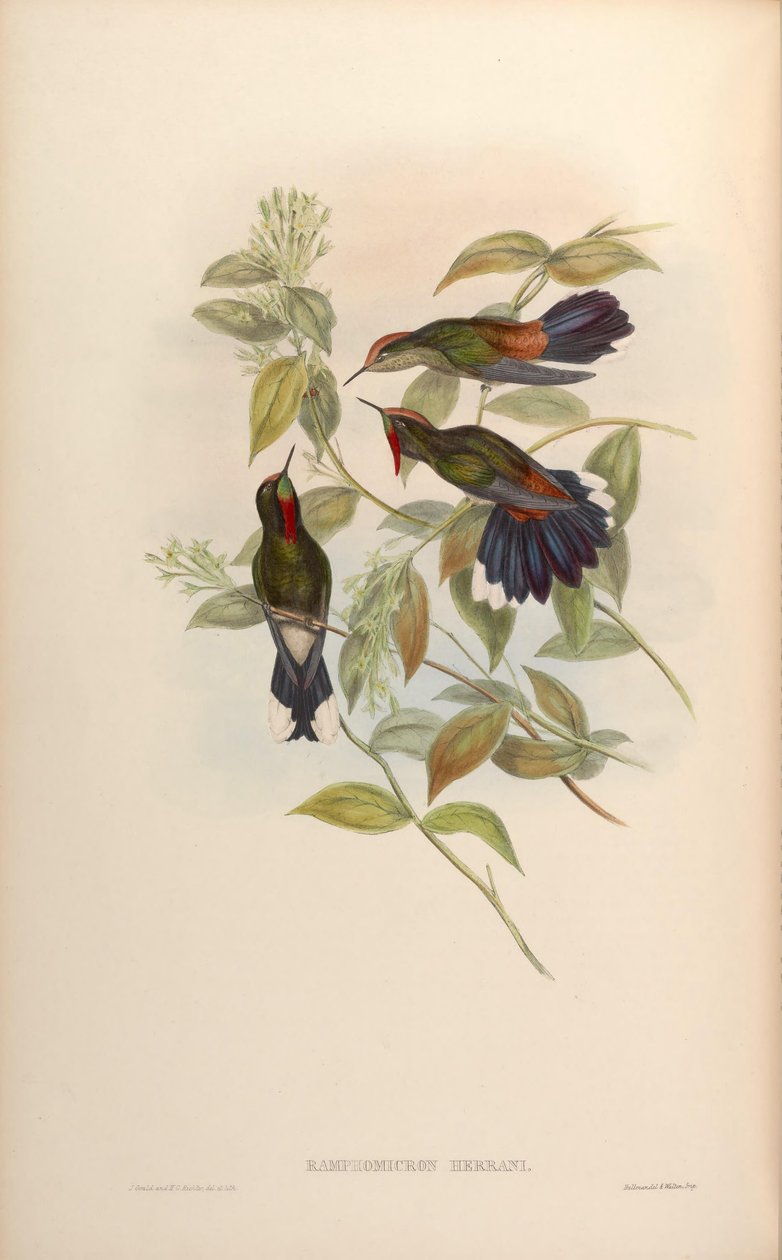 Ramphomicron herrani = Chalcostigma herrani autorstwa John Gould