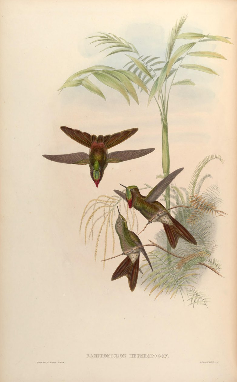 Heteropogon Ramphomicron = Heteropogon Chalcostigma autorstwa John Gould