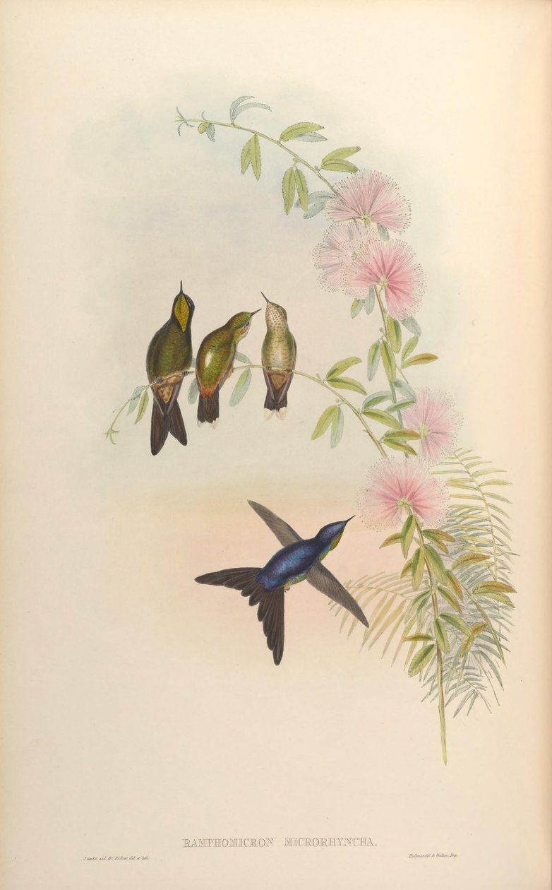 Ramphomicron microrhynchum autorstwa John Gould