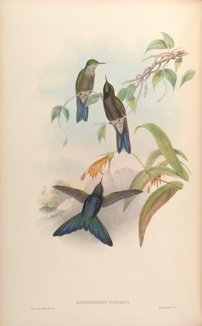 Ramphomicron stanleyi = Chalcostigma stanleyi autorstwa John Gould