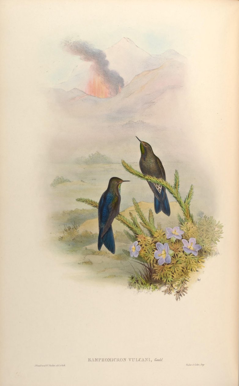 Wulkany Ramphomicron = wulkany Chalcostigma stanleyi autorstwa John Gould