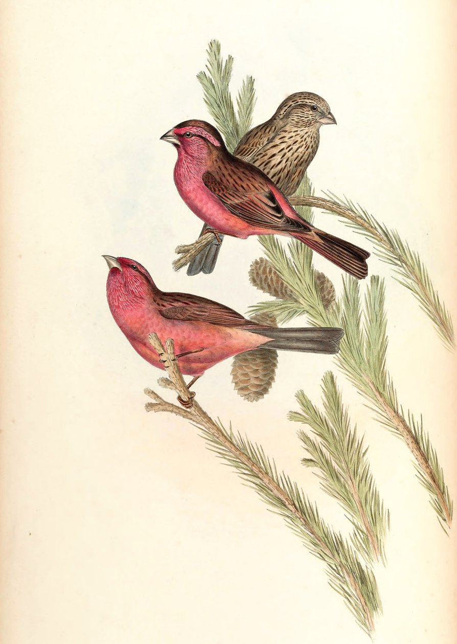 Różanecznik (różanecznik Blytha) Carpodacus rhodochlamys Blyth autorstwa John Gould