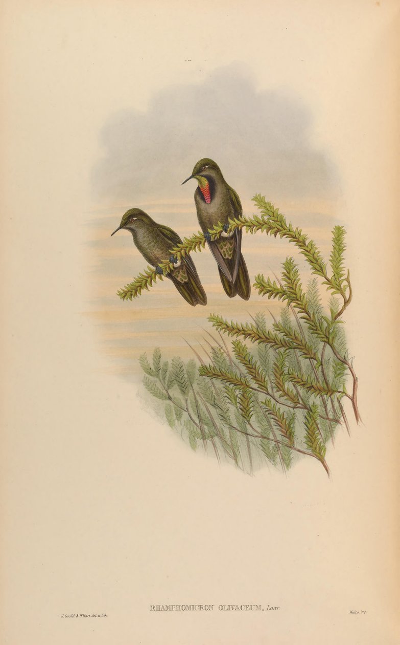 Rhamphomicron olivaceum = Chalcostigma olivaceum autorstwa John Gould