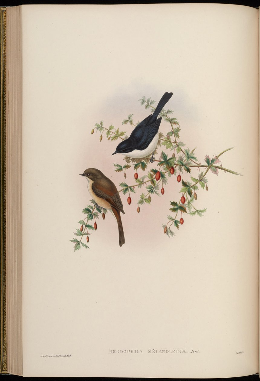 Rhodophila melanoleuca = Saxicola jerdoni ref autorstwa John Gould