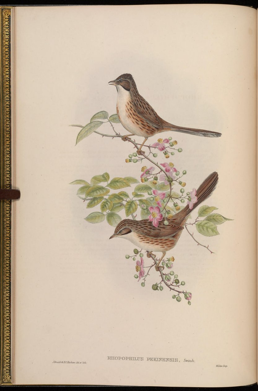 Rhopophilus pekinensis autorstwa John Gould