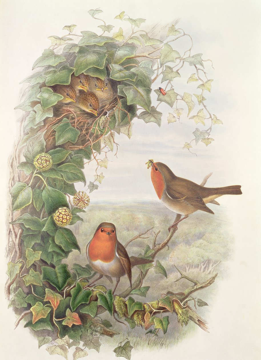 Robin, 1873 (wc, ołówek na papierze) autorstwa John Gould