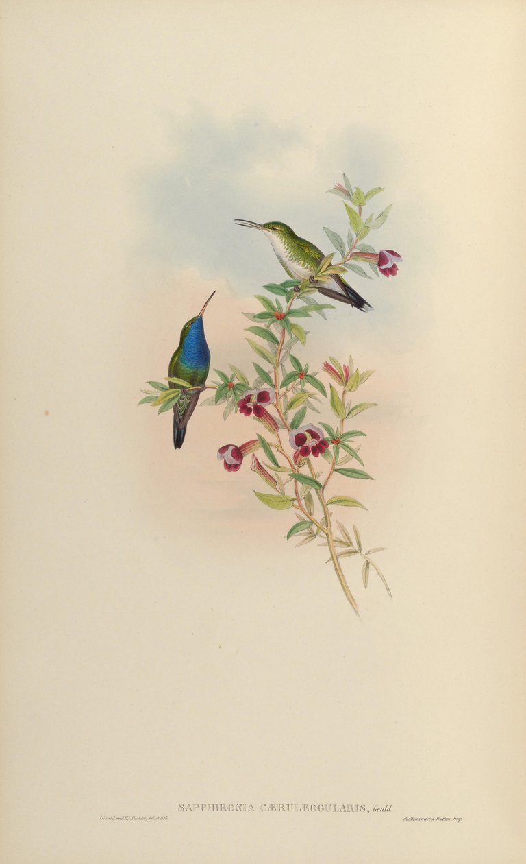 Sapphironia caeruleogularis = Lepidopyga caeruleogularis autorstwa John Gould