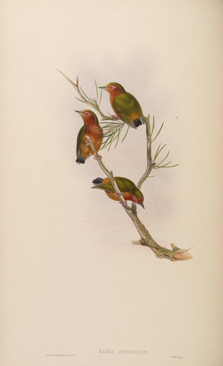 Sasia Abnormis autorstwa John Gould