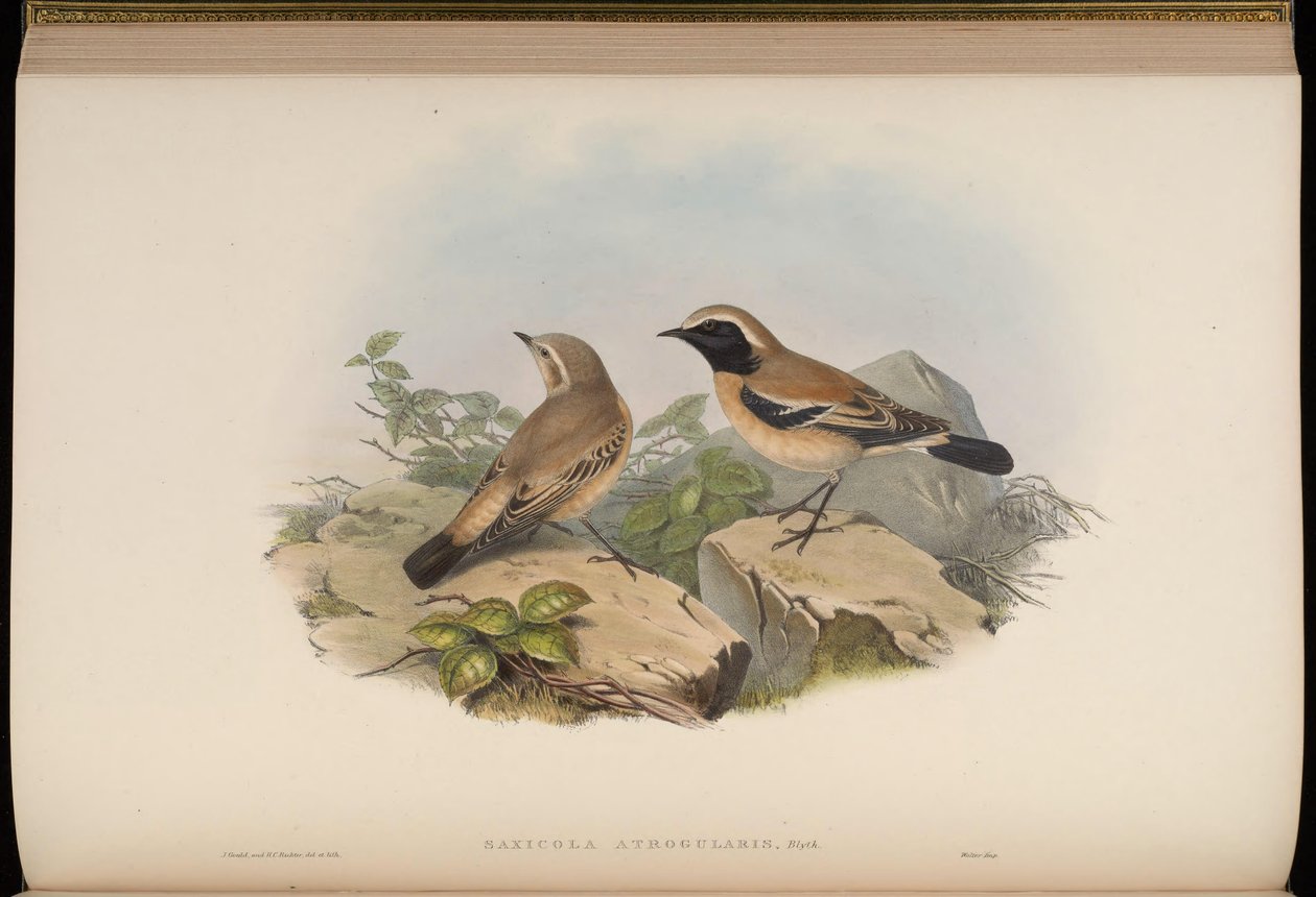 Saxicola atrogularis = Oenanthe deserti autorstwa John Gould