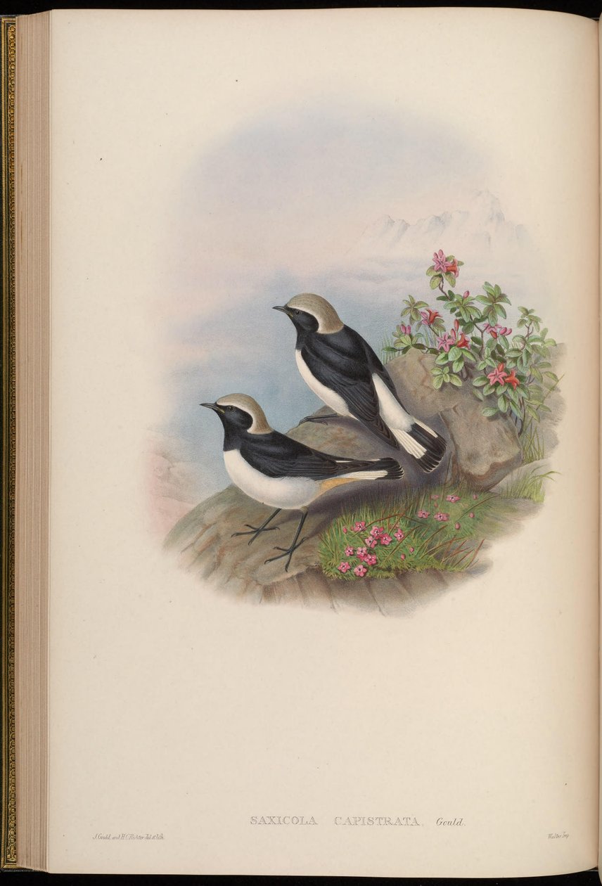 Saxicola capistrata = Oenanthe picata capistrata autorstwa John Gould