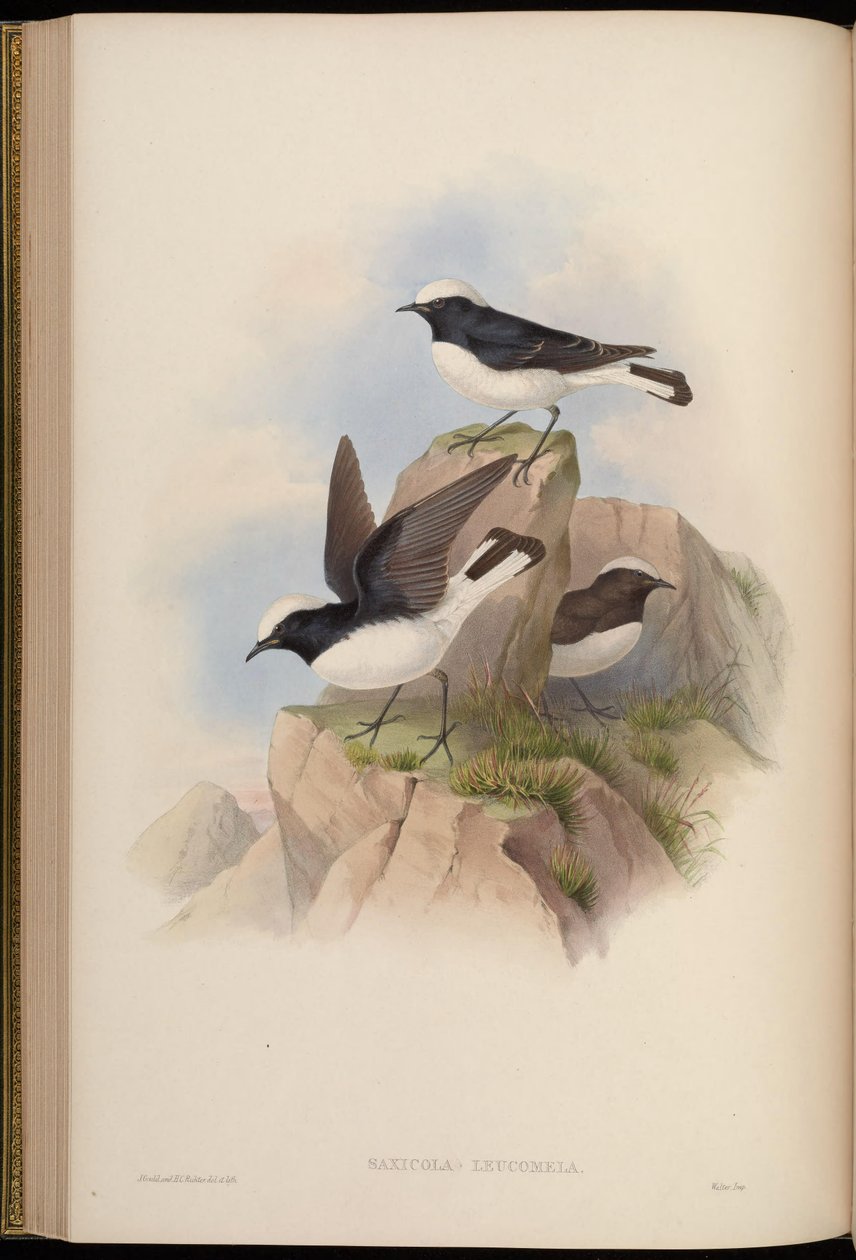 Saxicola leucomela = Oenanthe pleschanka autorstwa John Gould