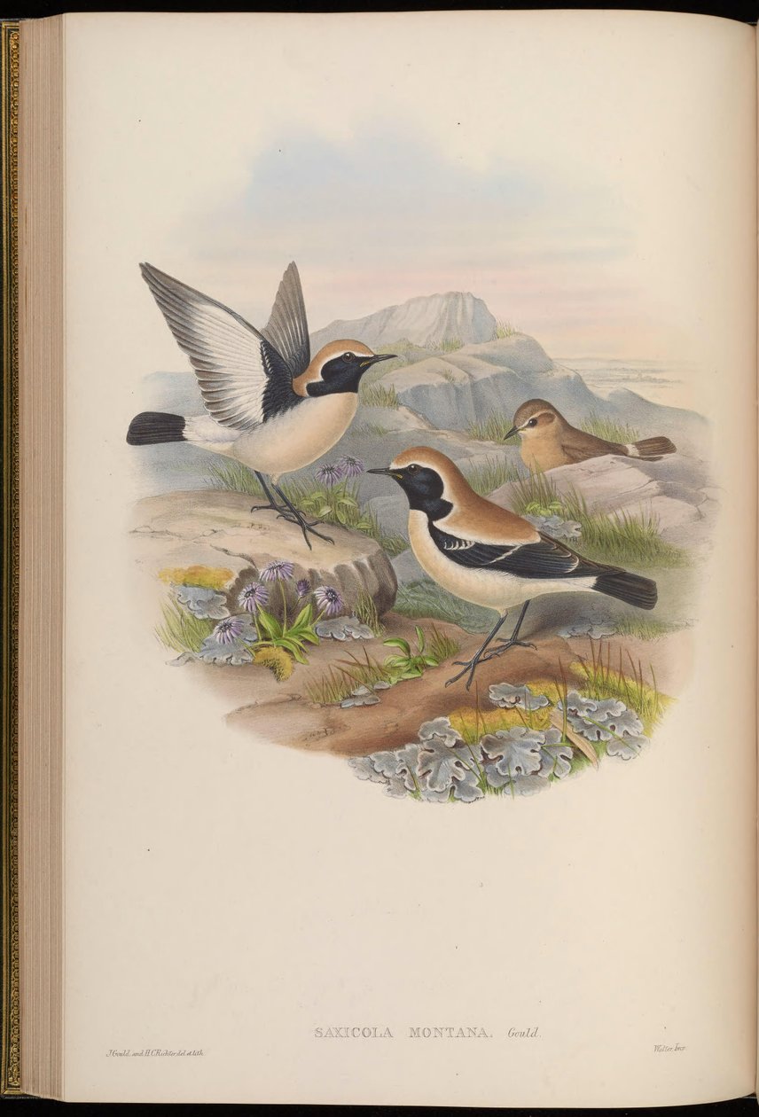 Saxicola montana = Oenanthe deserti autorstwa John Gould