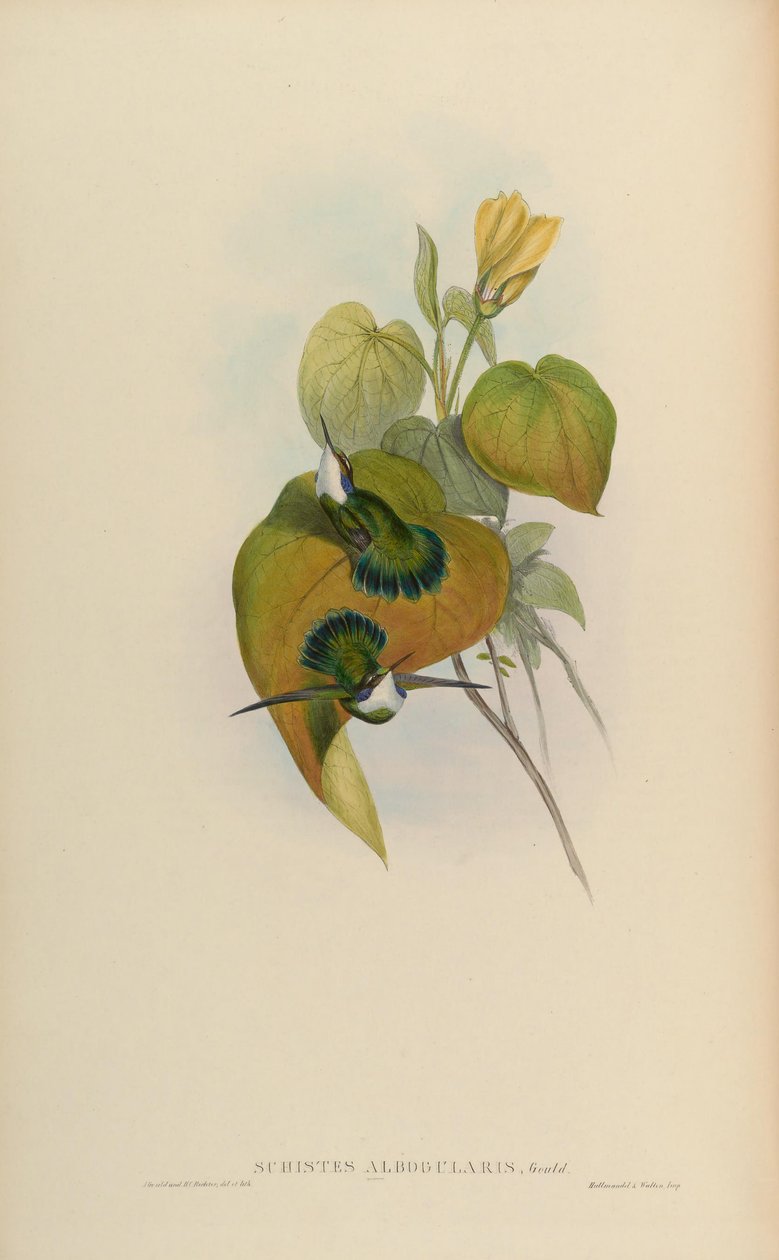 Schistes albogularis = Schistes geoffroyi albogularis autorstwa John Gould