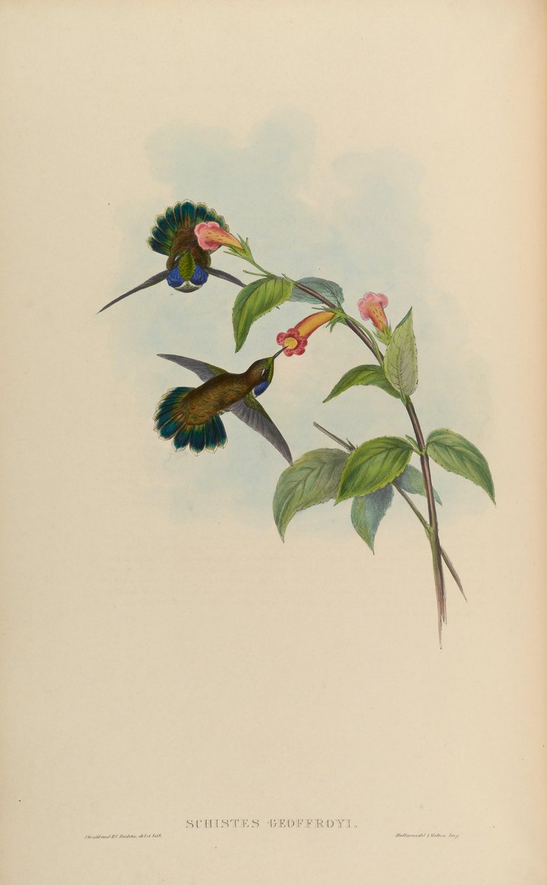 Schistes geoffroyi autorstwa John Gould