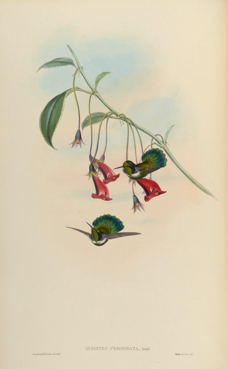 Schistes personata = Łupki geoffroyi albogularis autorstwa John Gould