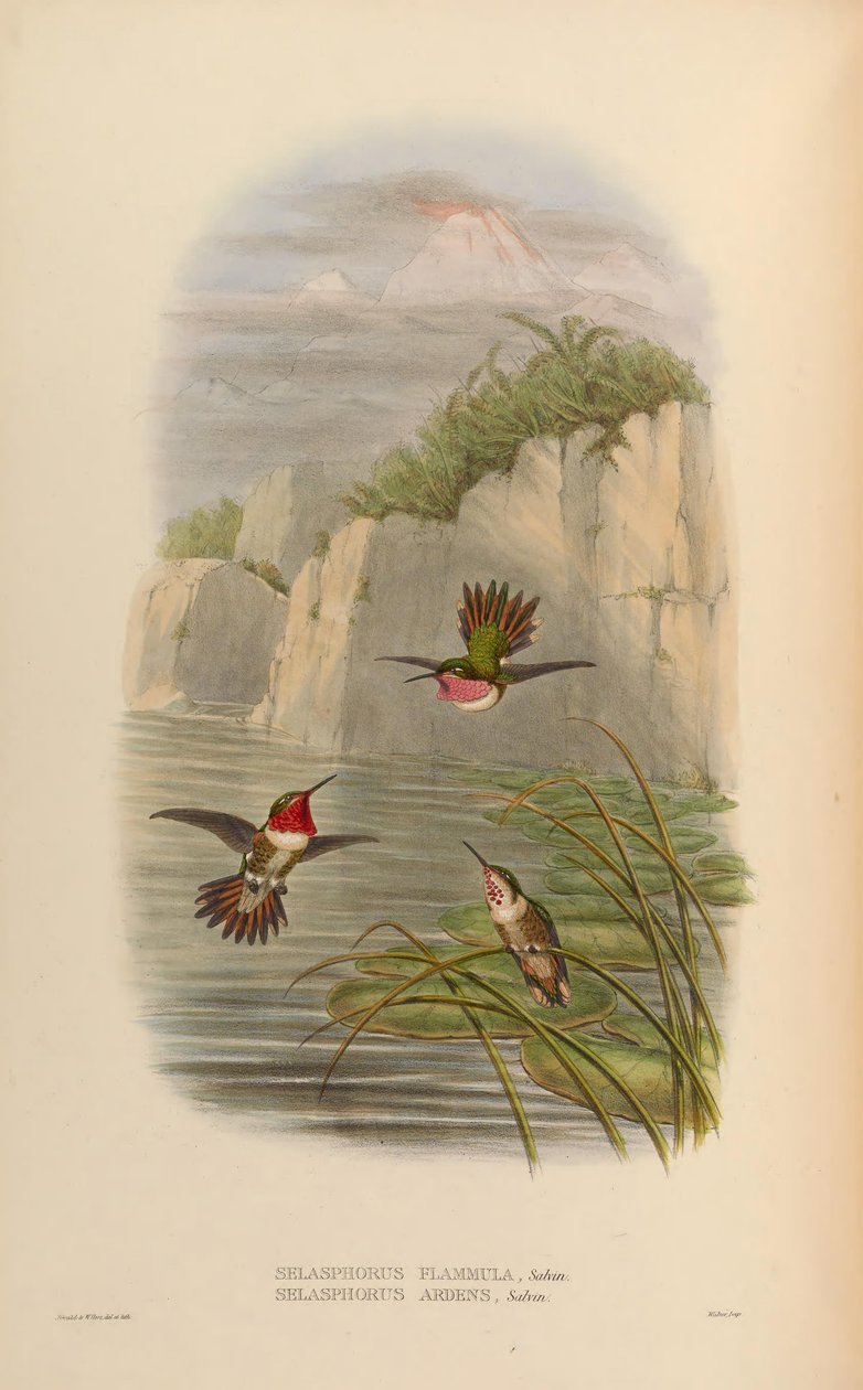 Selasphorus ardens Samiec, Samica Selasphorus flammula Samiec autorstwa John Gould