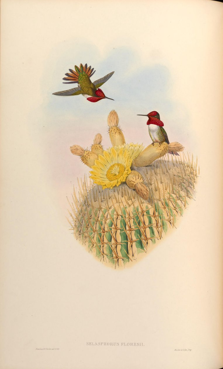 Selasphorus floresii = Selasphorus sasin x Selasphorus anna autorstwa John Gould