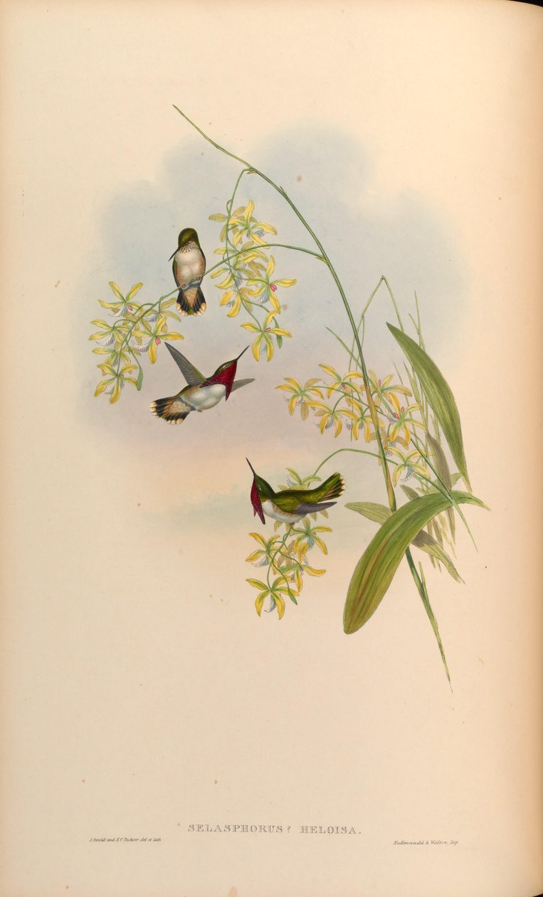 Selasphorus heloisa = Atthis heloisae autorstwa John Gould