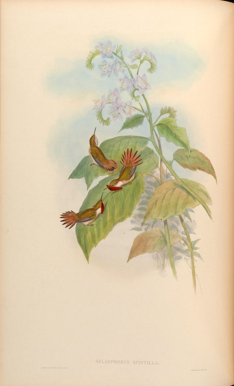 Selasfor scyntyla autorstwa John Gould
