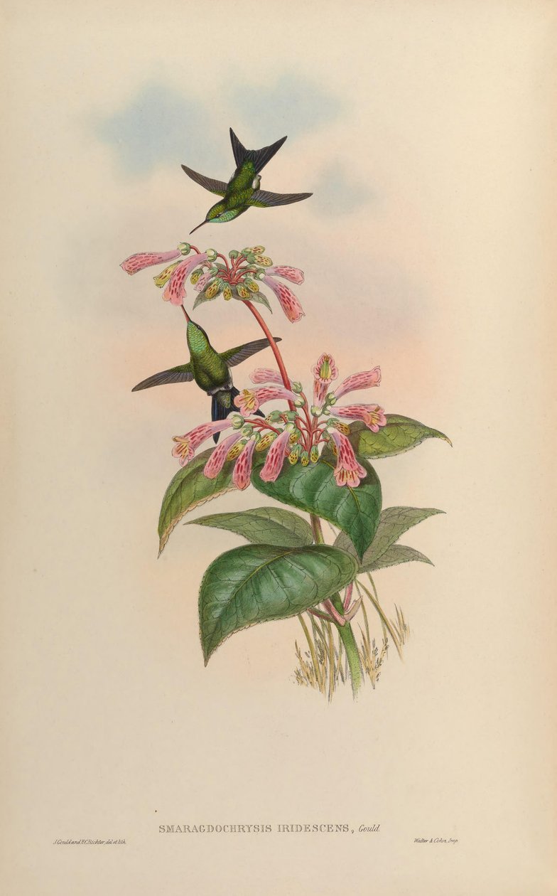 Smaragdochrysis iridescens = Chlorostilbon aureoventris X Calliphloks amethystina autorstwa John Gould