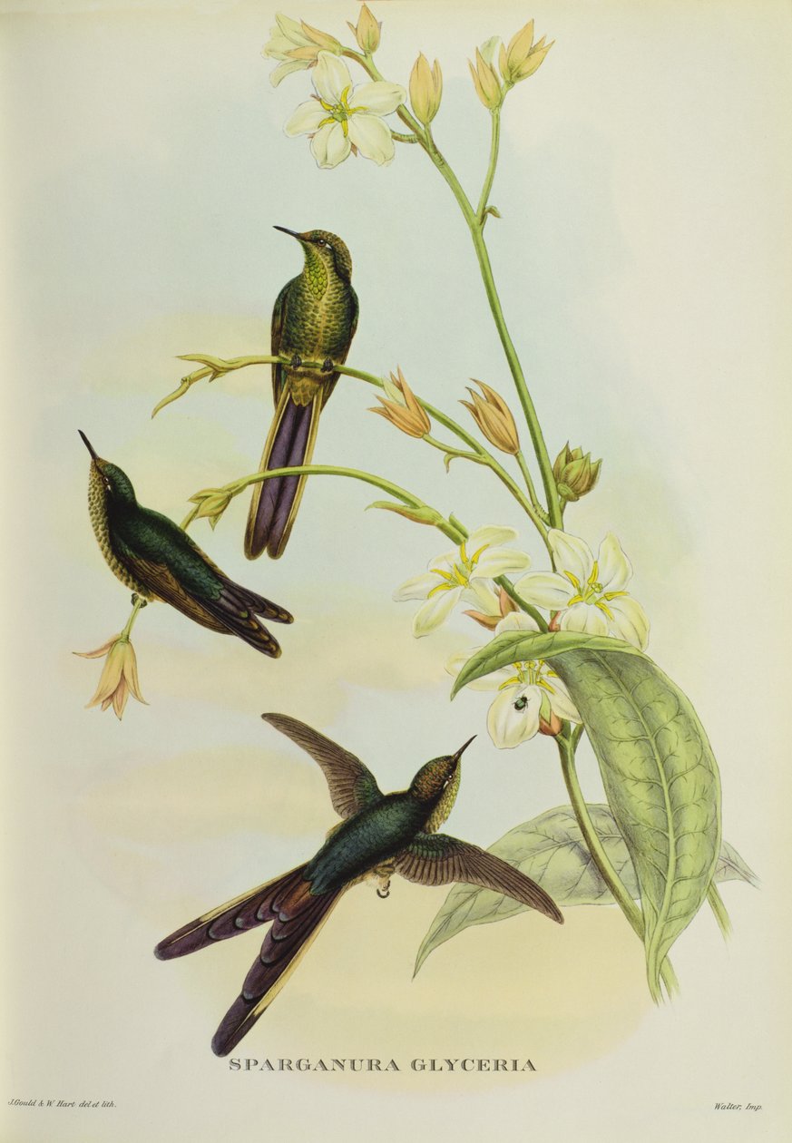 Gliceria Sparganura, z „Ptaki Tropikalne” autorstwa John Gould