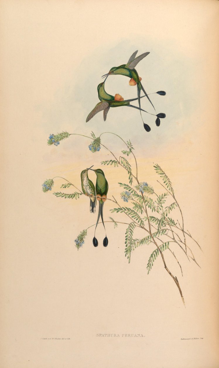 Spathura peruana = Ocreatus underwoodii peruanus autorstwa John Gould