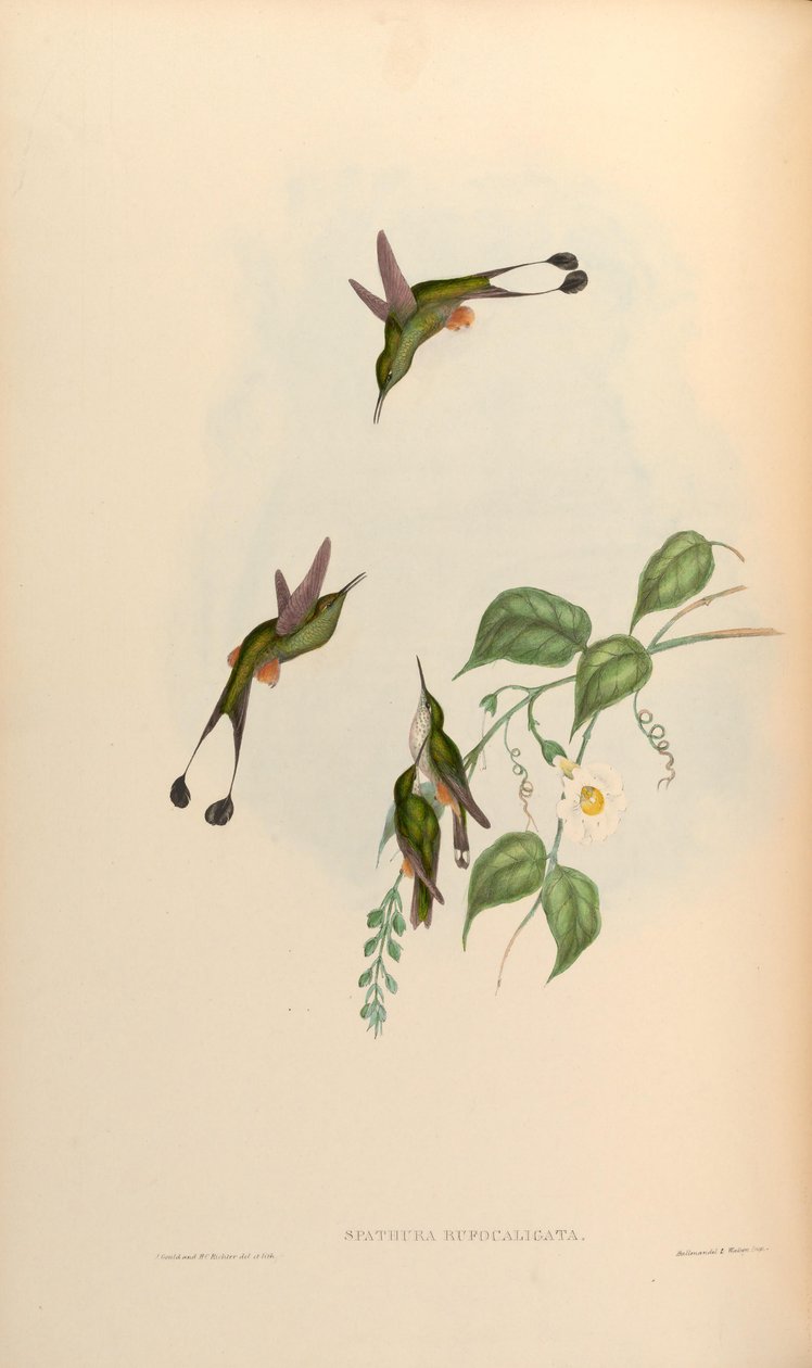 Spathura rufocaligata = Ocreatus underwoodii addae autorstwa John Gould