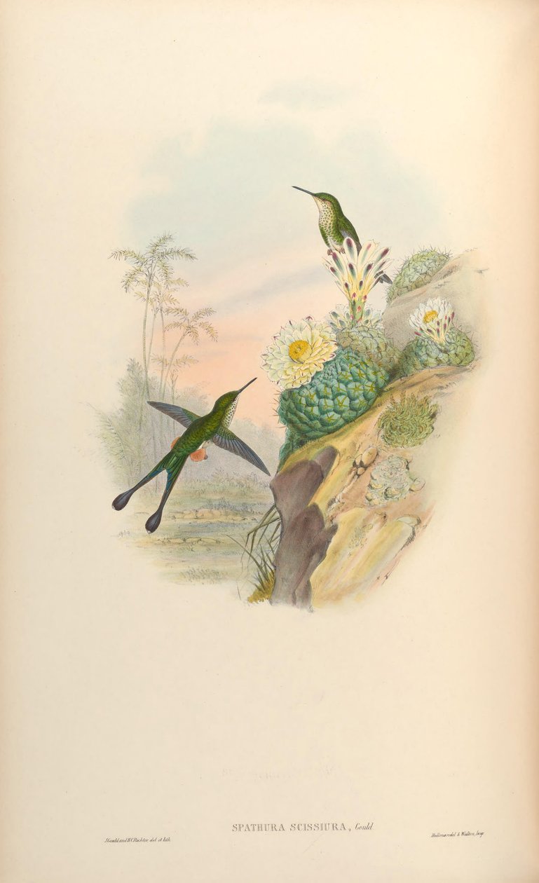 Spathura scissiura = Ocreatus underwoodii peruanus autorstwa John Gould