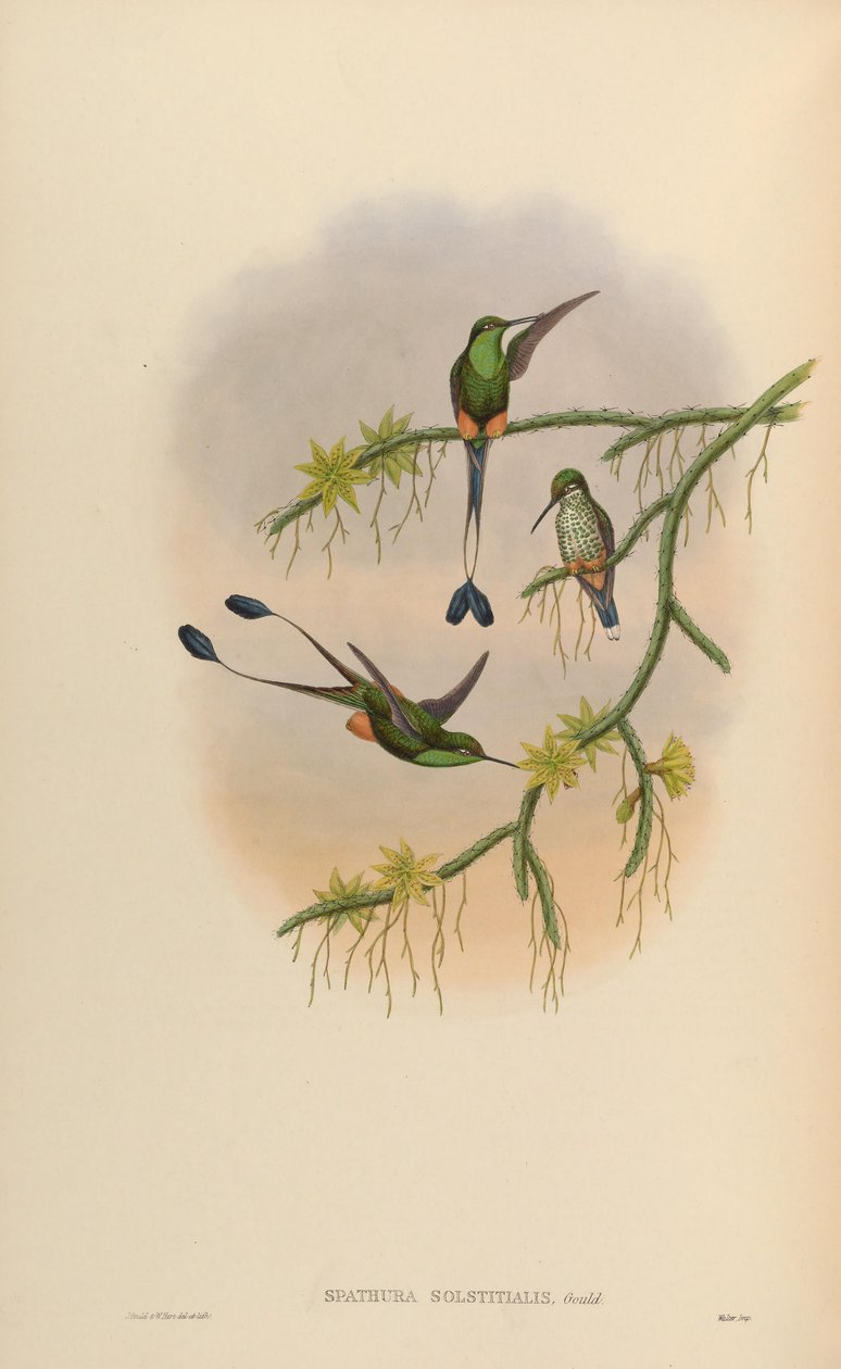 Spathura solstitialis = Ocreatus underwoodii autorstwa John Gould