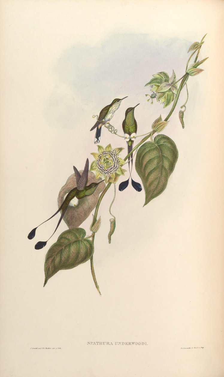 Spathura underwoodi = Ocreatus underwoodii melanantherus autorstwa John Gould