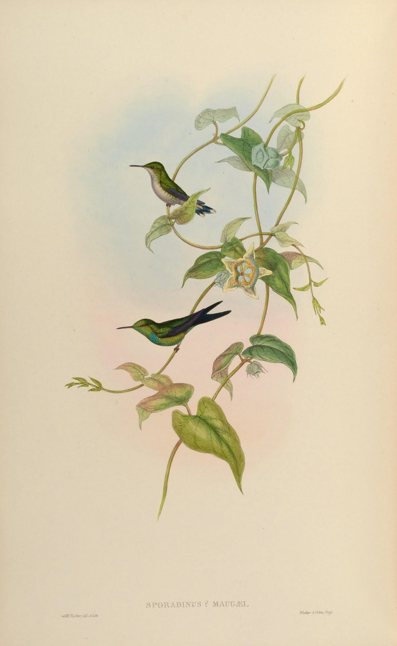 Sporadinus maugaei = Chlorostilbon maugaeus autorstwa John Gould