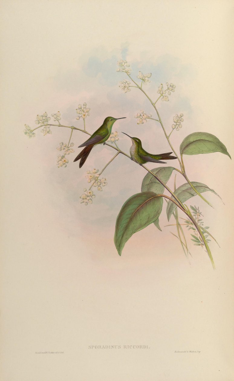 Sporadinus riccordii = Chlorostilbon riccordii autorstwa John Gould