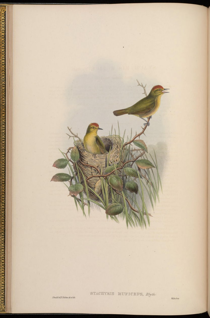 Stachyris ruficeps = Stachyridopsis ruficeps autorstwa John Gould