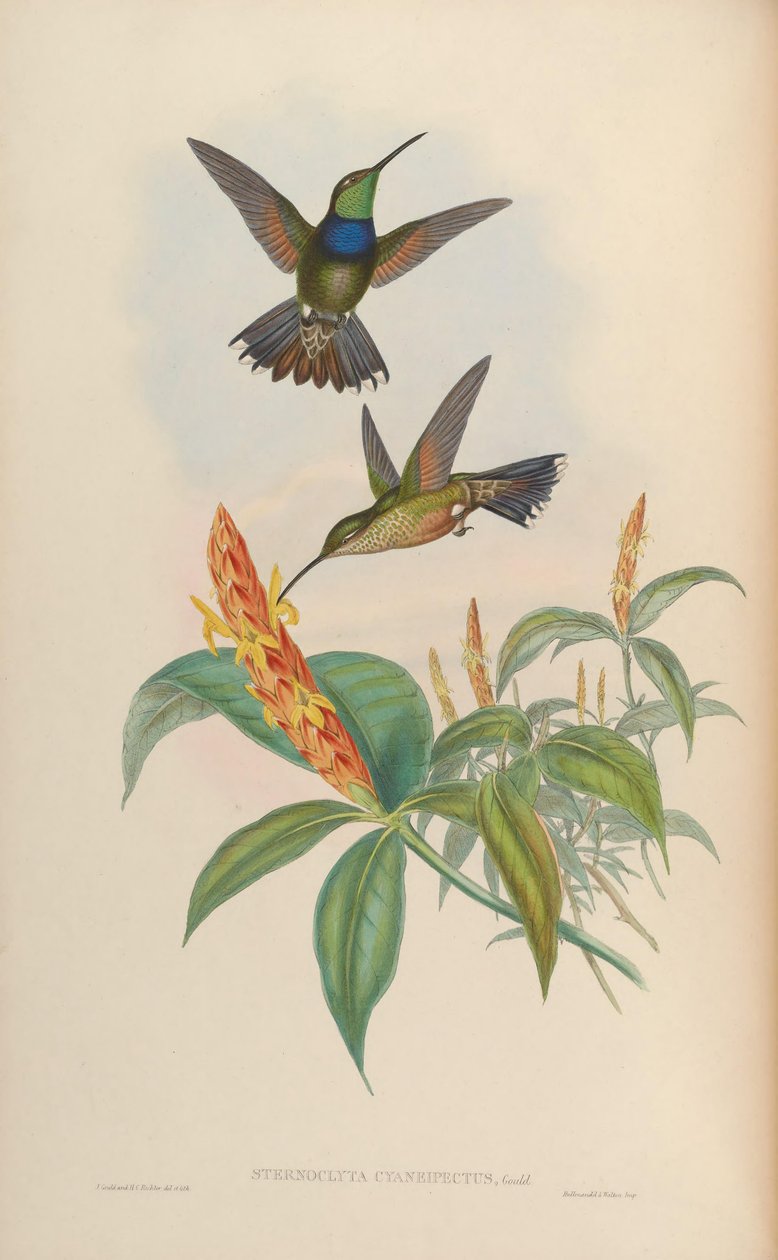 Sternoclyta cyanopectus autorstwa John Gould