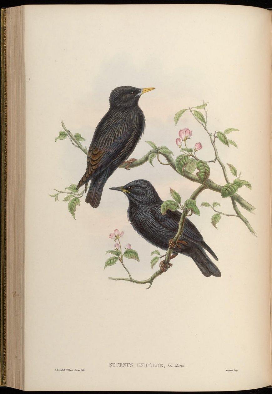 Sturnus jednokolorowy autorstwa John Gould
