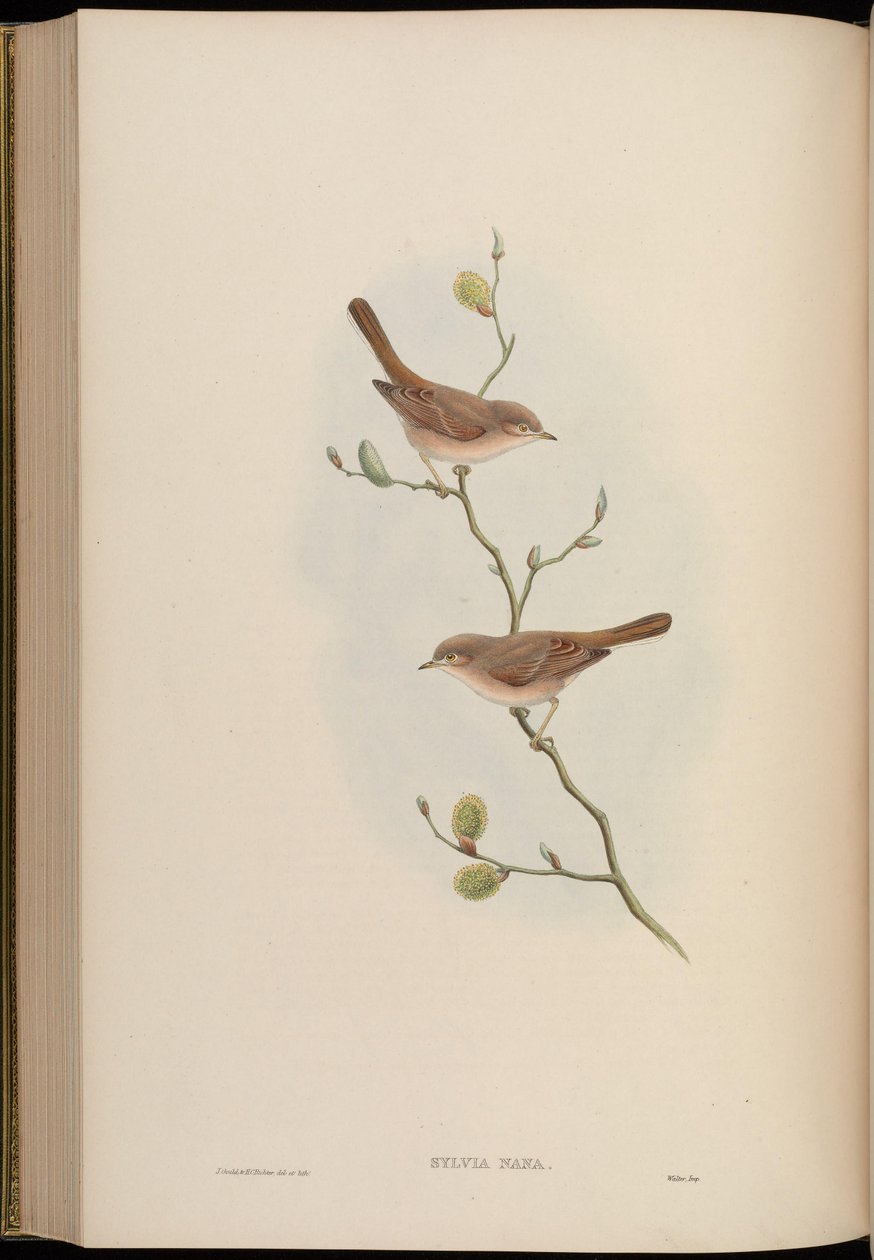 Sylwia Nana autorstwa John Gould