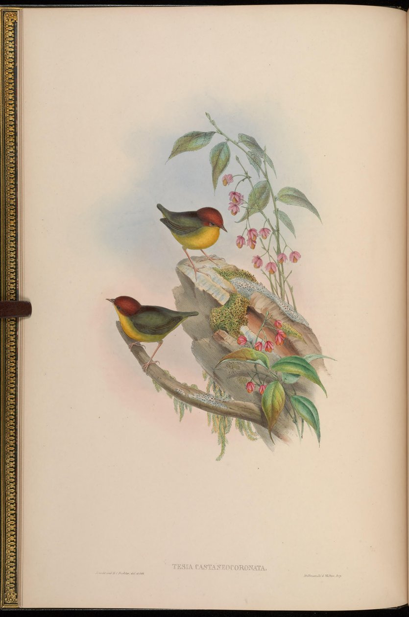 Teza castaneocoronata = Cettia castaneocoronata autorstwa John Gould