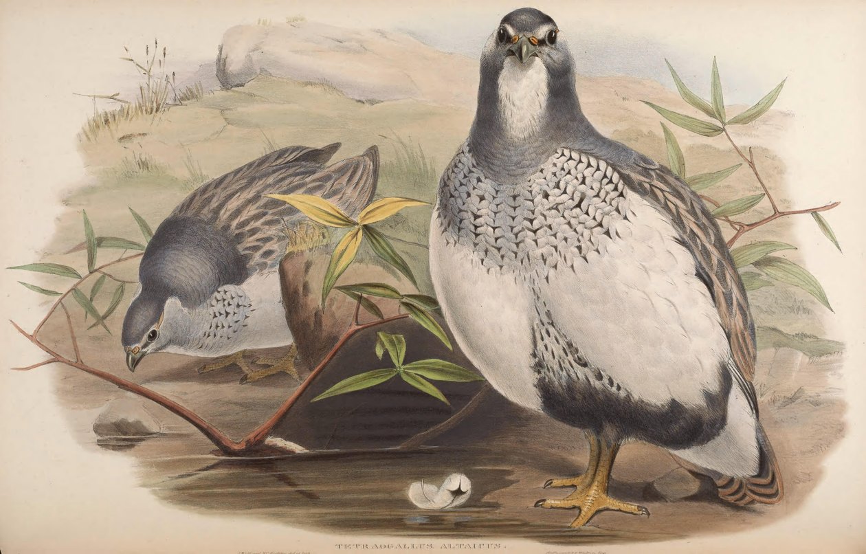 Tetraogallus altaicus autorstwa John Gould
