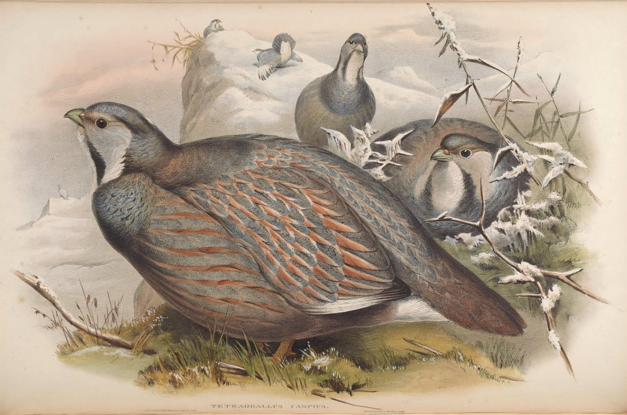 Tetraogallus caspius autorstwa John Gould
